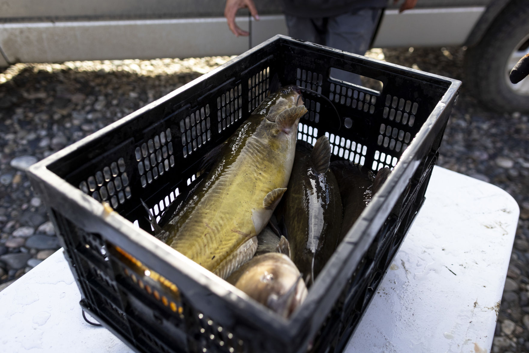 Yellowstone Challenge Catfish Tournament